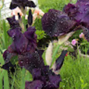 Meet your Posher, Sally ann